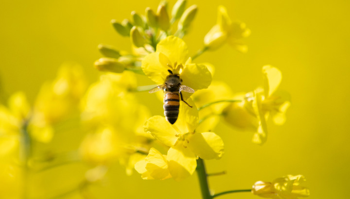 Le retour du vivant sur une ferme Paysans de Nature